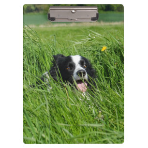 Schwarz-weißer Collie im Gras Klemmbrett