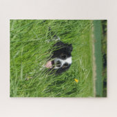 Schwarz-weißer Collie im Gras Puzzle (Horizontal)