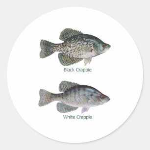 Schwarz-weißer Crappie (betitelt) Runder Aufkleber