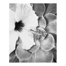 Schwarz-weißer Hibiskus