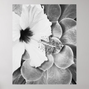 Schwarz-weißer Hibiskus Poster