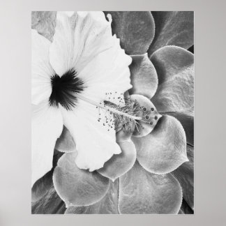 Schwarz-weißer Hibiskus Poster