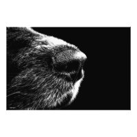 Schwarz-weißer Hund Nase Foto Poster Moderne Kunst