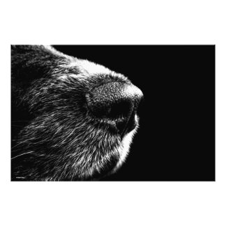 Schwarz-weißer Hund Nase Foto Poster Moderne Kunst