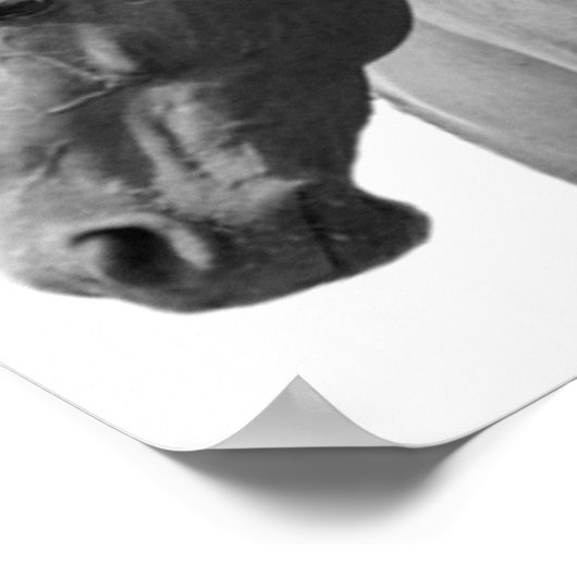 Schwarz-weißer Pferdestil Modernes Poster (Ecke)