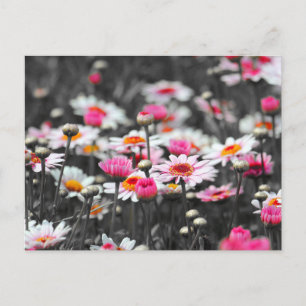 Schwarz-weißer Rosa Blumengarten Monochrom Postkarte