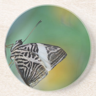 Schwarz-Weißer Tiger-Schmetterling Sandstein Untersetzer