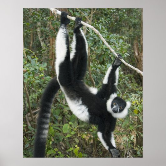 Schwarz-weißer Vari, (Varecia Poster (Vorne)