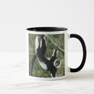 Schwarz-weißer Vari, (Varecia Tasse