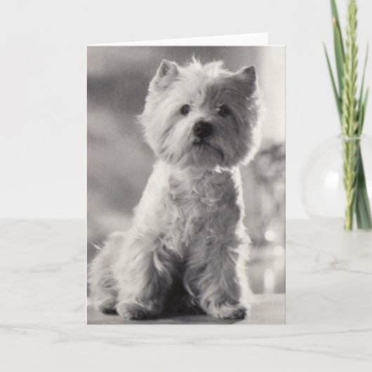 Schwarz-weißer Westie Karte (Vorderseite)