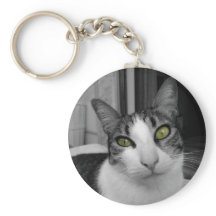 Schwarz-weißes Cat-Foto