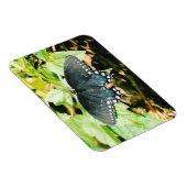 Schwarz-weißes Frack Butterfly Foto Magnete (Rechte Seite)