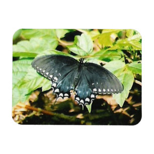 Schwarz-weißes Frack Butterfly Foto Magnete