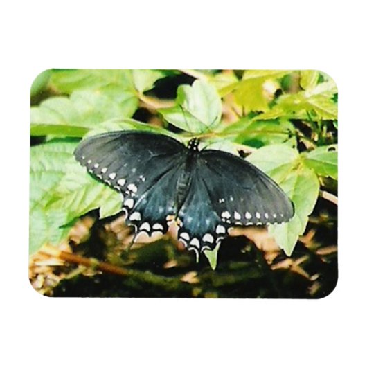 Schwarz-weißes Frack Butterfly Foto Magnete (Horizontal)