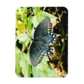Schwarz-weißes Frack Butterfly Foto Magnete (Vertikal)