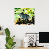 Schwarz-weißes Frack Butterfly Foto Poster (Heimbüro)