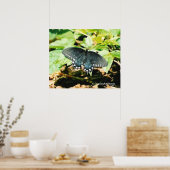Schwarz-weißes Frack Butterfly Foto Poster (Küche)