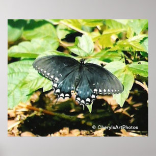 Schwarz-weißes Frack Butterfly Foto Poster