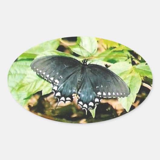 Schwarz-weißes Frack Butterfly Foto Stickers (Vorderseite)