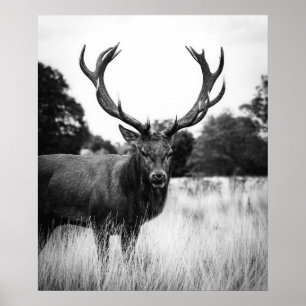 Schwarz-weißes Hirschhaus Dekorwald Poster