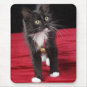 Schwarz-weißes Kurzhaarkätzchen, 2 1/2 Monate Mousepad