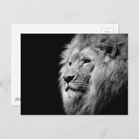 Schwarz-weißes Löwenportrait - Tierfotografie Postkarte (Vorne/Hinten)