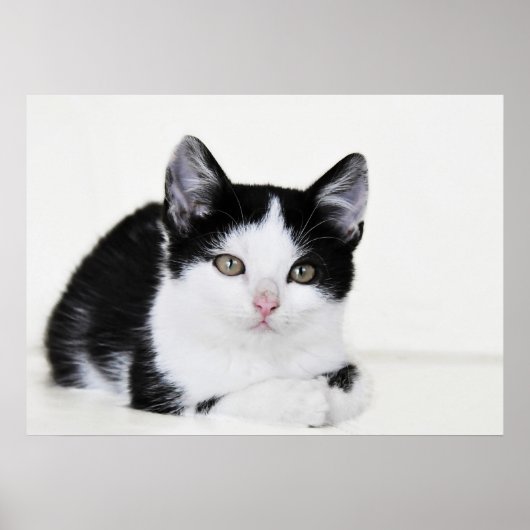 Schwarz-weißes, nachdenkliches Kitten Poster (Vorne)