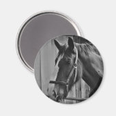 Schwarz-weißes Pferd - Tierfotografie Magnet (Vorderseite/Rückseite)