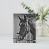Schwarz-weißes Pferd - Tierfotografie Postkarte (Stehend Vorderseite)