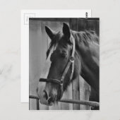 Schwarz-weißes Pferd - Tierfotografie Postkarte (Vorne/Hinten)