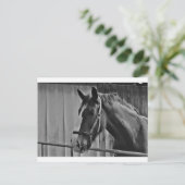 Schwarz-weißes Pferd - Tierfotografie Postkarte (Stehend Vorderseite)