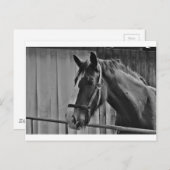 Schwarz-weißes Pferd - Tierfotografie Postkarte (Vorne/Hinten)