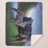 Schwarzangus-Kuh und Kalb Sherpadecke (Vorderseite)