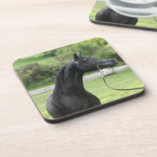 Schwarzaraber auf Untersetzer (Linke Seite)