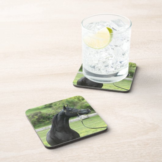 Schwarzaraber auf Untersetzer (Rechte Seite)