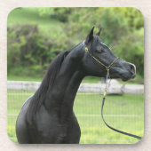 Schwarzaraber auf Untersetzer (Vorderseite)