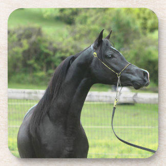 Schwarzaraber auf Untersetzer