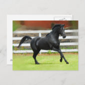Schwarzarabischer Hengst Postkarte (Vorne/Hinten)