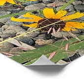 Schwarzaugen-Susannen-Plakat Poster (Ecke)