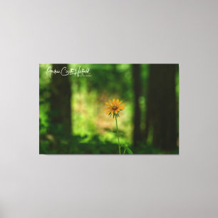 Schwarzaugige Susanne-Blume Leinwanddruck