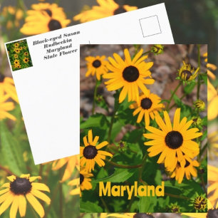 Schwarzaugige Susanne Staatblume von Maryland Postkarte