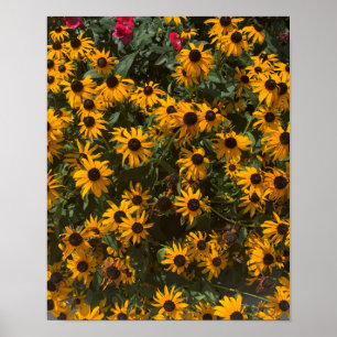 Schwarzaugige Susans Blumen, Floral, Fotografie Poster