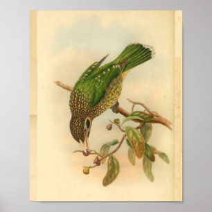 Schwarzbacken-Katzenvogel grün gelb Vintage-Druck Poster