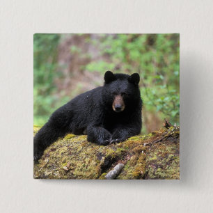 Schwarzbär auf einem alten Baumstamm in der Button