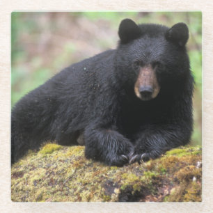 Schwarzbär auf einem alten Baumstamm in der Glasuntersetzer