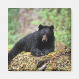 Schwarzbär auf einem alten Baumstamm in der Magnet