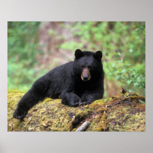 Schwarzbär auf einem alten Baumstamm in der Poster