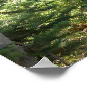 Schwarzbär bei Grand Teton Poster (Ecke)