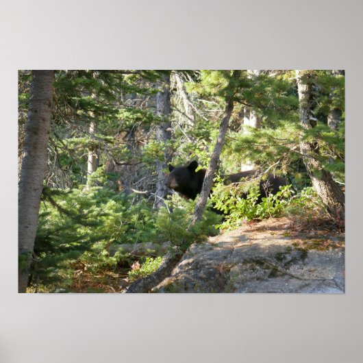 Schwarzbär bei Grand Teton Poster (Vorne)
