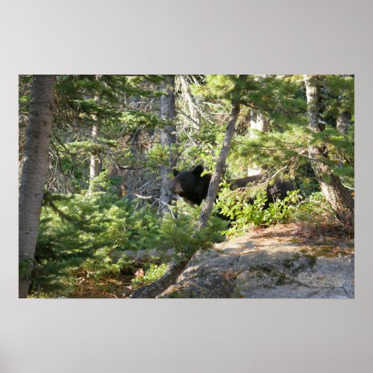 Schwarzbär bei Grand Teton Poster (Vorne)